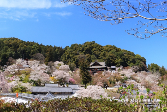 hasedera