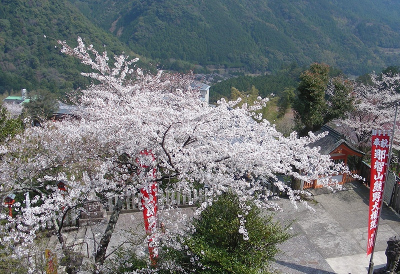 nachinosakura
