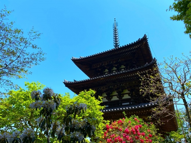 taimadera